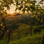 Slovenia wine region vineyards slow travel
